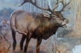 Elk