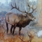 Elk