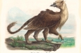 North American Griffin (Gryphon americanus)