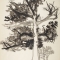 Black Tree, Pineville, 1959