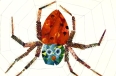 Illustration for The Very Busy Spider