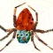Illustration for The Very Busy Spider