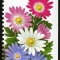 Anemone