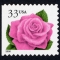 Coral Pink Rose
