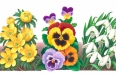 Garden Flowers