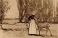 The Orchard Wind Break