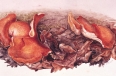 Study of orange fungi (Aleuria aurantia) growing amongst fallen leaves