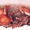 Study of orange fungi (Aleuria aurantia) growing amongst fallen leaves