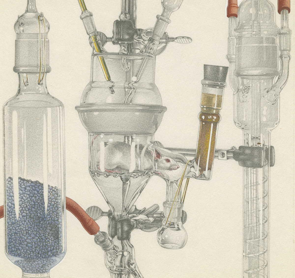 Mouse in Metabolism Cage