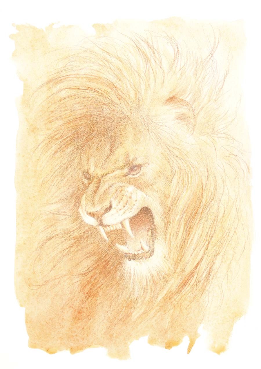 The Lion