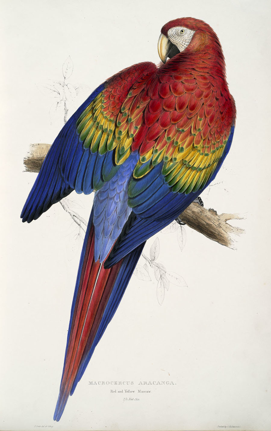 Macrocercus aracanga, Red and yellow maccaw