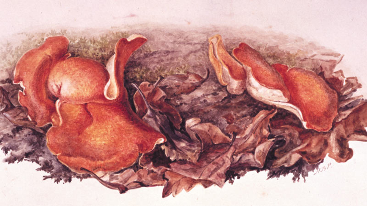 Study of orange fungi (Aleuria aurantia) growing amongst fallen leaves