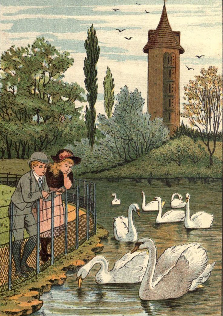 The Swans